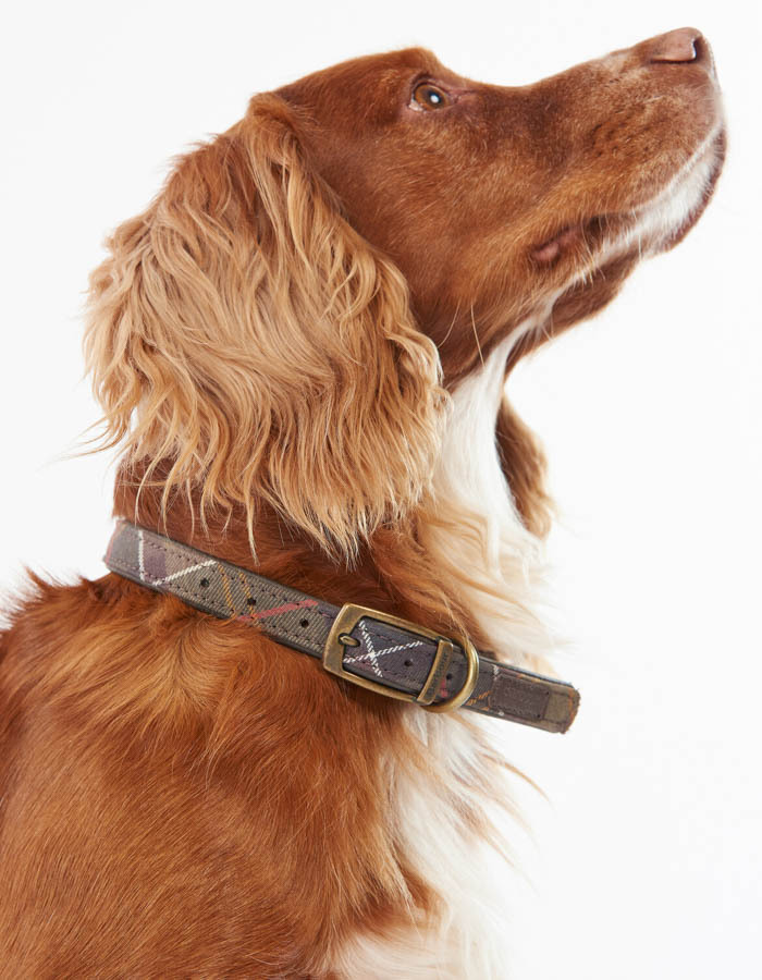 Tartan dog collar in classic tartan
