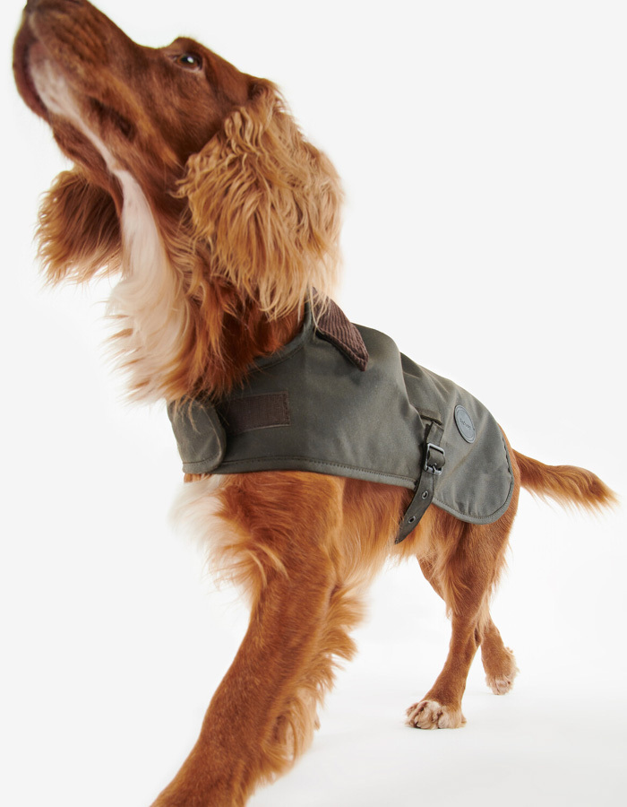 Wax dog coat in olive