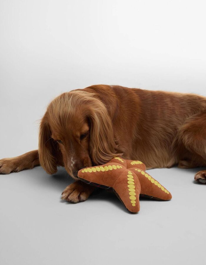 Zeester hondenspeeltje